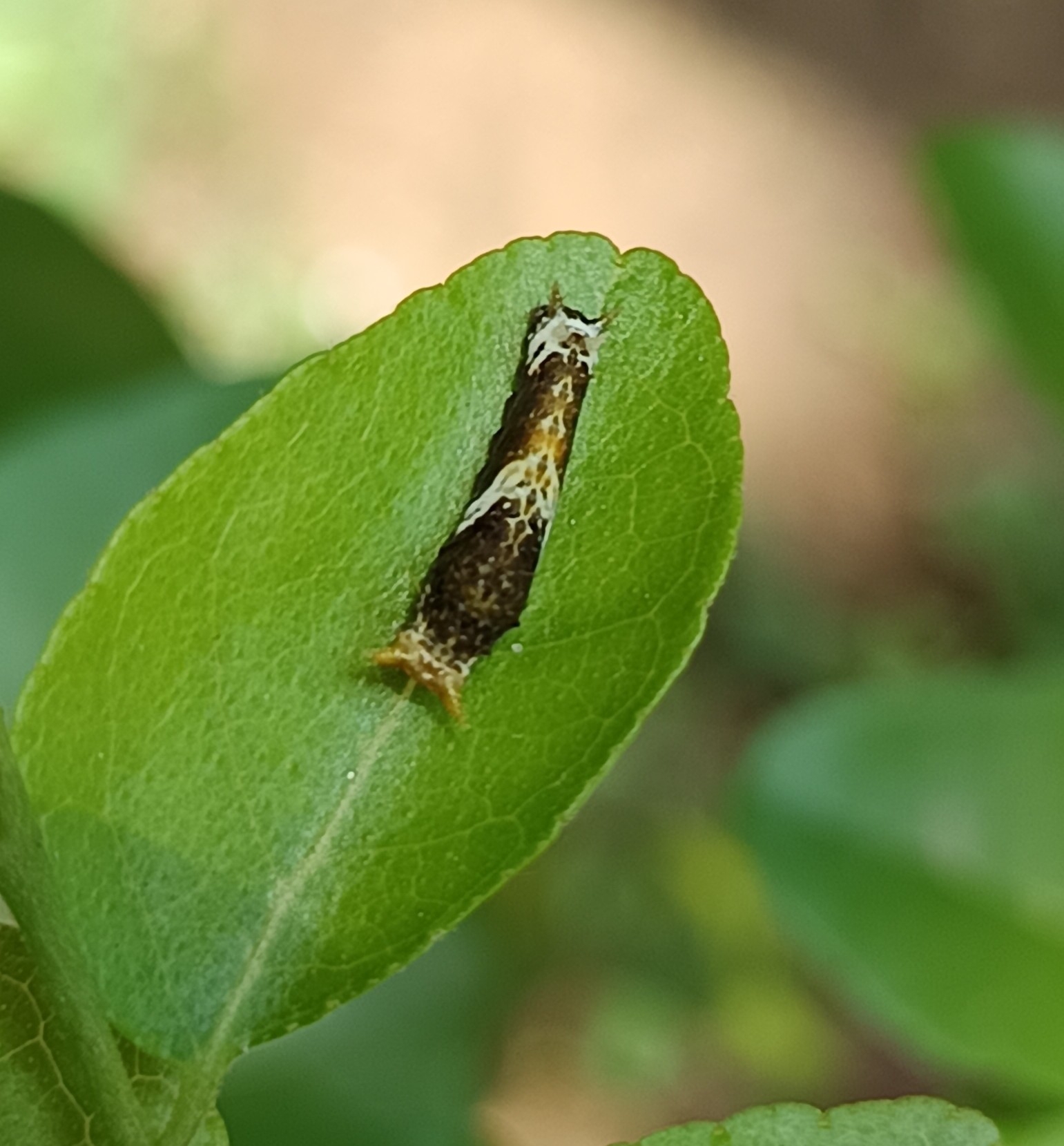 Common Mormon
