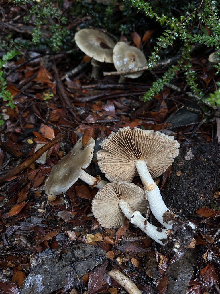 Cortinarius metallicus · May 2025 · photo: © oqt (iNaturalist, cc-by)