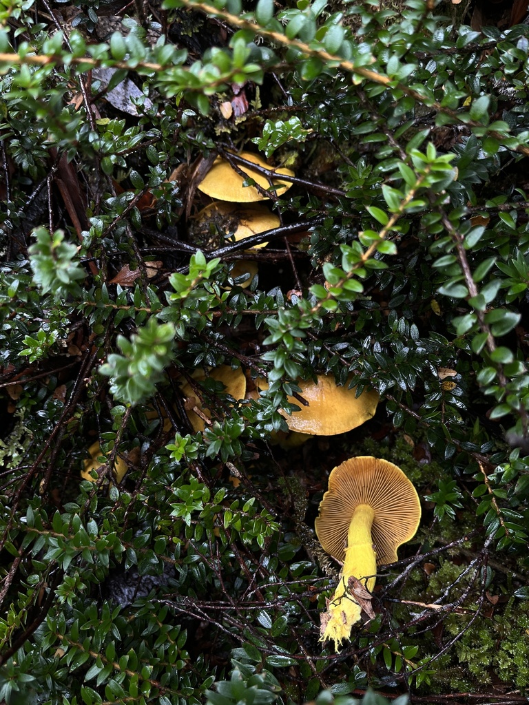Cortinarius canarius · May 2025 · photo: © oqt (iNaturalist, cc-by)