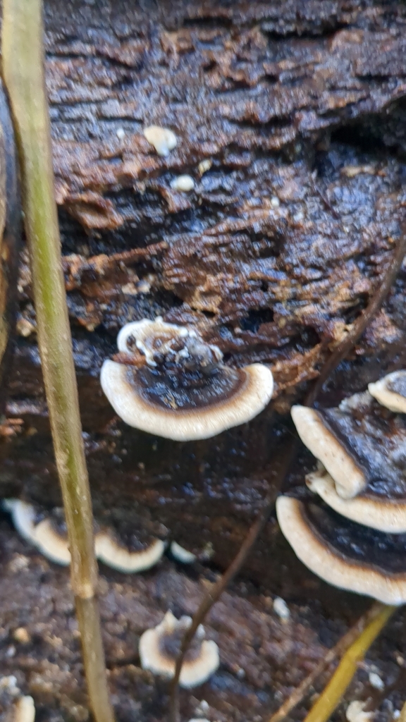 Trametes versicolor · May 2025 · photo: © maria4483 (iNaturalist, cc0)