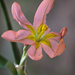Moraea miniata - Photo (c) Bionerds, alguns direitos reservados (CC BY-NC), uploaded by Bionerds