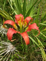 Lilium catesbaei image