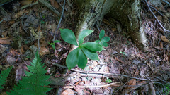 Medeola virginiana