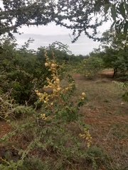 Vachellia leucophloea