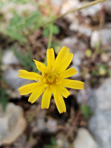 Image of Leontodon crispus by (c) Dino Babić, some rights reserved (CC BY)
