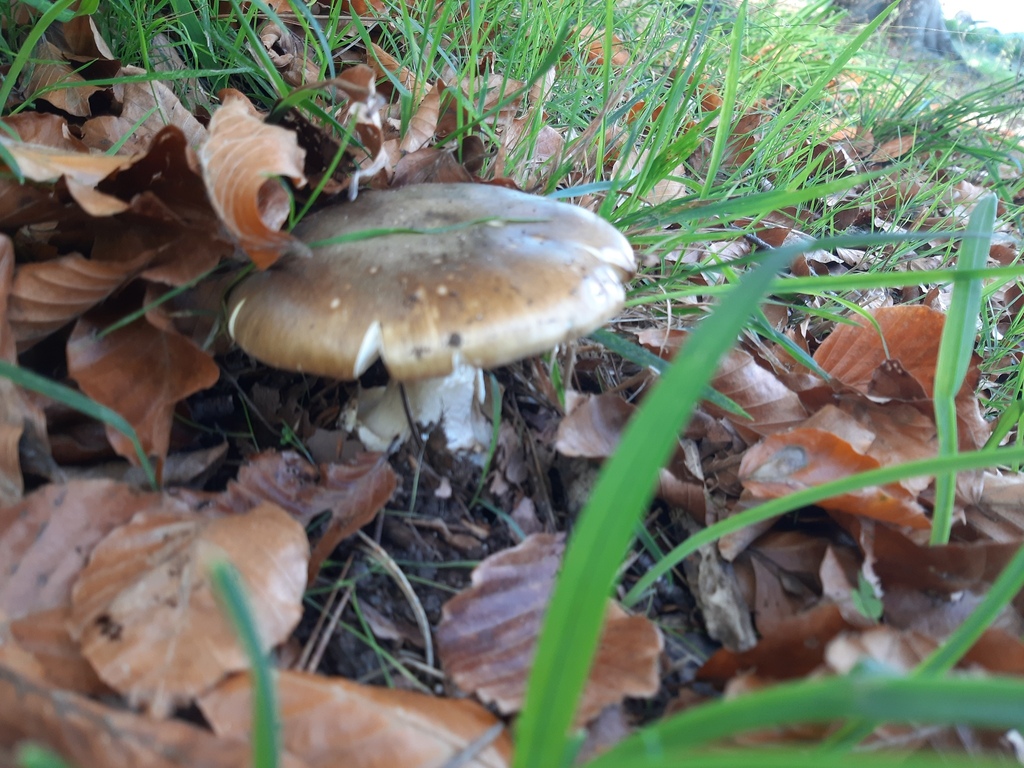 Amanita phalloides · May 2025 · photo: © davidwhyte (iNaturalist, cc-by-sa)
