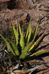 Agave × glomeruliflora