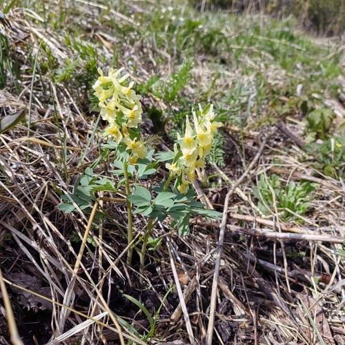 Image of Corydalis bracteata by (c) Nina Filippova, some rights reserved (CC BY)