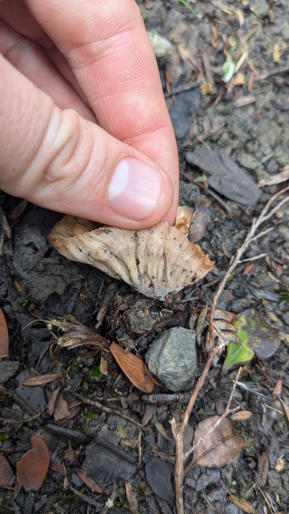 Podoscypha petalodes · May 2025 · photo: © maria4483 (iNaturalist, cc0)