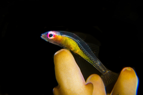 Purple-eye Goby — seen at this dive site