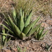 Agave × glomeruliflora - Photo (c) Curren Frasch, algunos derechos reservados (CC BY-NC), uploaded by Curren Frasch