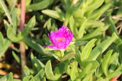 Carpobrotus dimidiatus