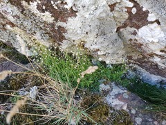 Heliosperma pusillum