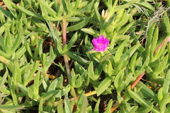 Carpobrotus dimidiatus
