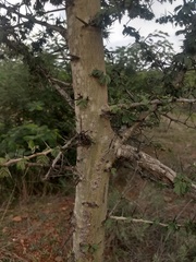 Vachellia leucophloea