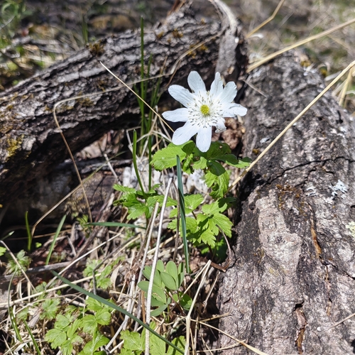 Image of Altaic Anemone (Anemonoides altaica) by (c) Nina Filippova, some rights reserved (CC BY)