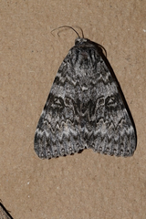 Catocala semirelicta