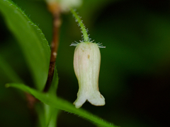 Rhododendron benhallii, photograph りなべる, CC BY, iNaturalist via GBIF