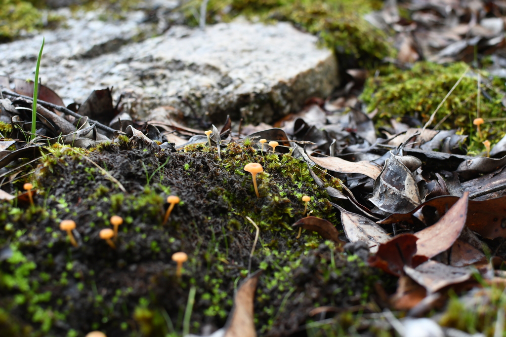Rickenella fibula · May 2025 · photo: © em_lamond (iNaturalist, cc-by)