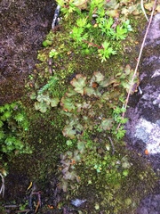 Solorina crocea