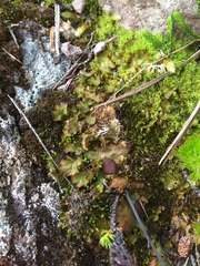 Solorina crocea