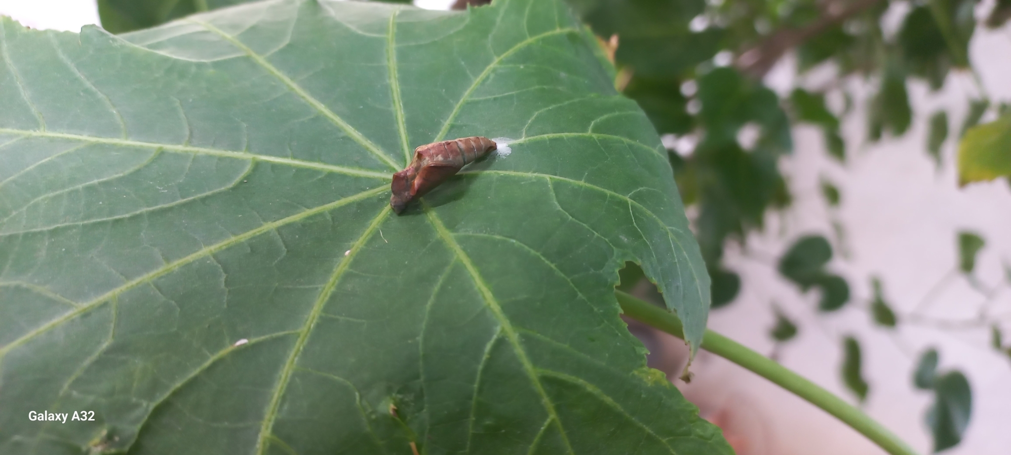 Common Castor
