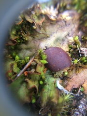 Solorina crocea