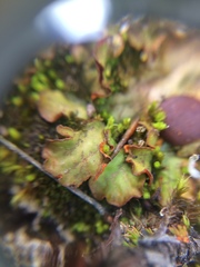Solorina crocea