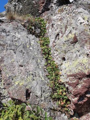 Geranium macrorrhizum