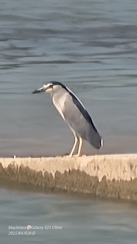 Black-crowned Night Heron