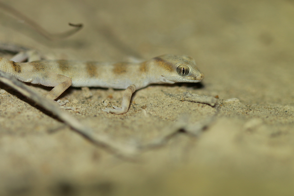 Southern Even-Fingered Gecko