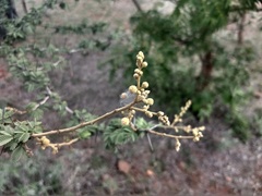 Vachellia leucophloea