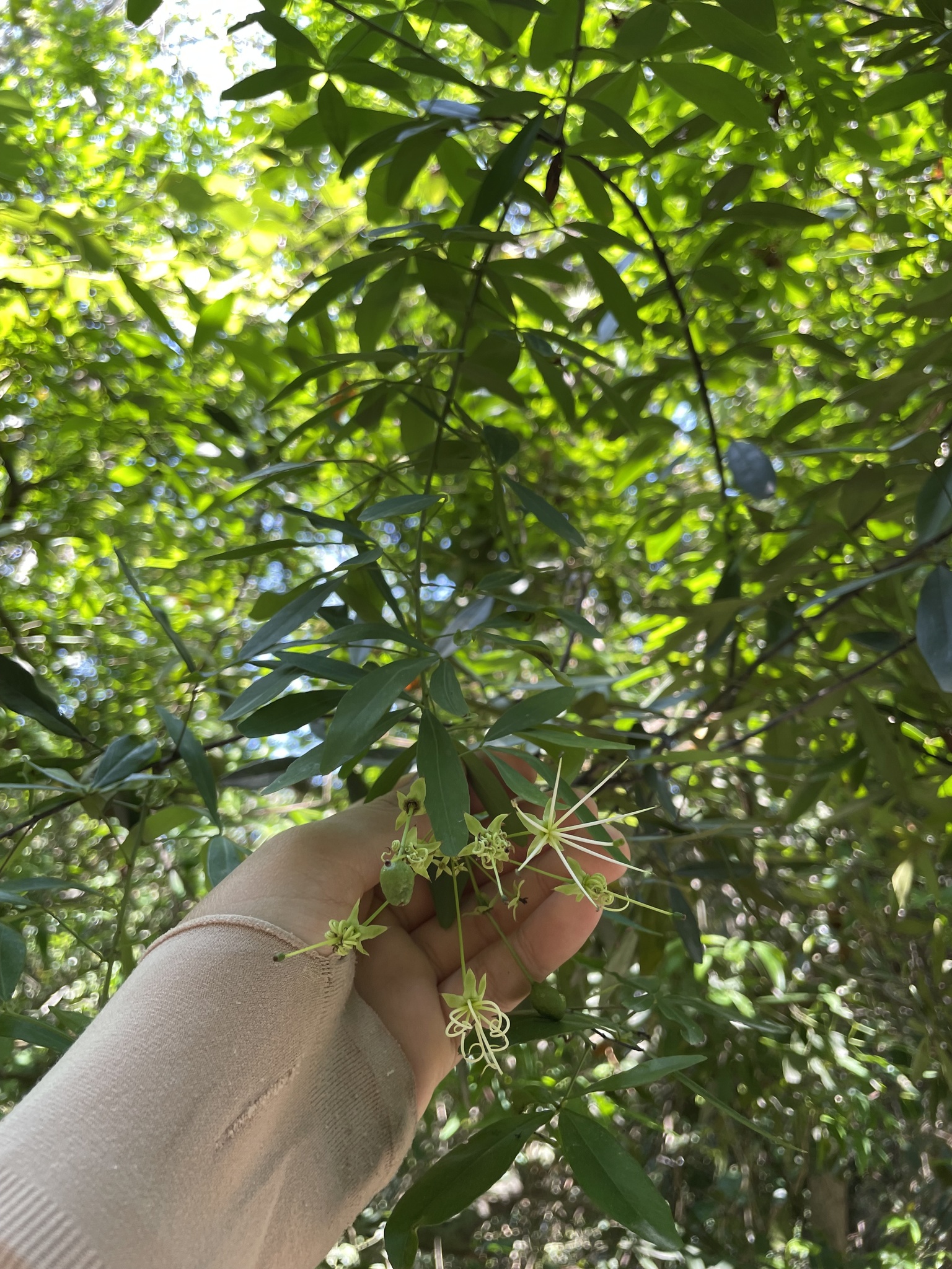 Maerua siamensis (Maerua siamensis)