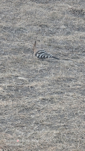 Common Hoopoe