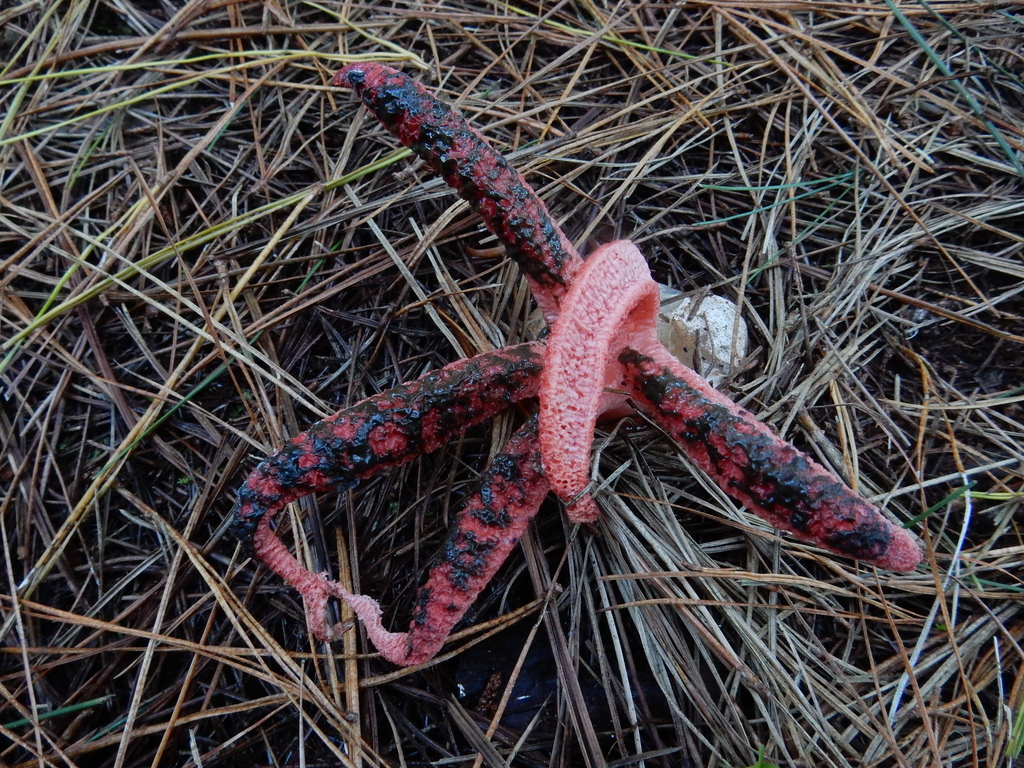Clathrus archeri · May 2025 · photo: © rayjackson (iNaturalist, cc-by)
