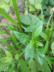 Agriocnemis lacteola