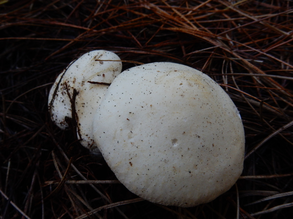 Leucopaxillus paradoxus