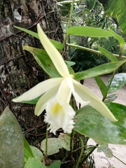 Sobralia macrophylla