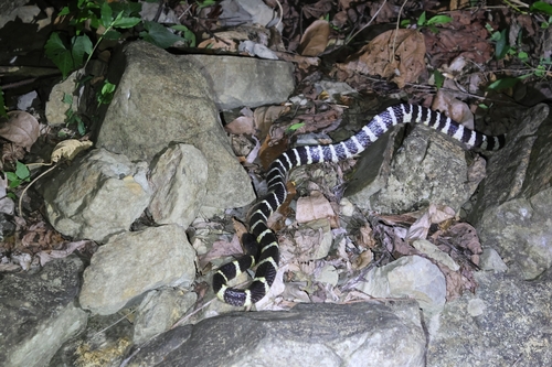 Many-banded Krait