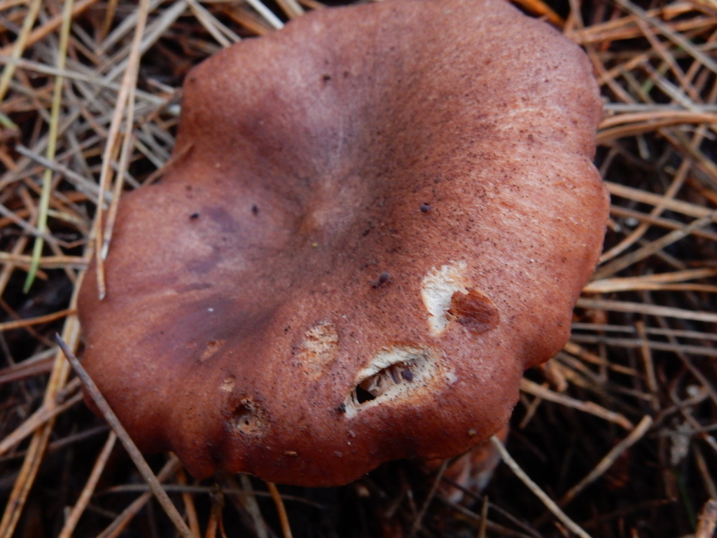 Lactarius rufus · May 2025 · photo: © rayjackson (iNaturalist, cc-by)