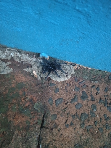 Pterinopelma longisternale
