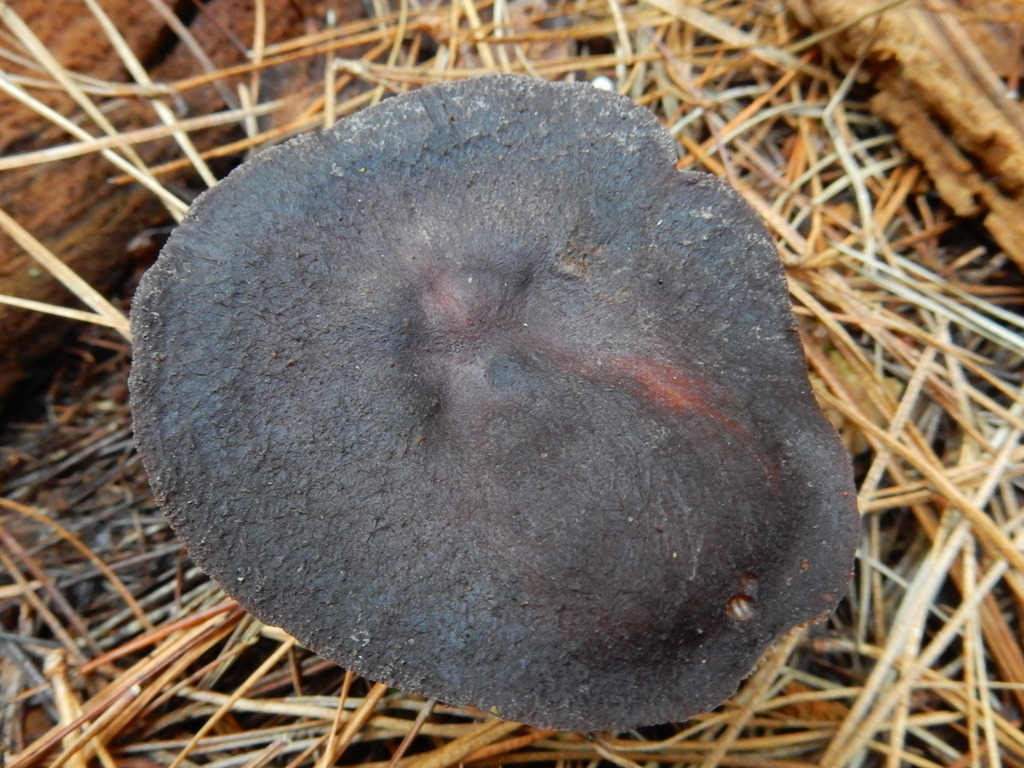 Rhodocollybia purpurata · May 2025 · photo: © rayjackson (iNaturalist, cc-by)