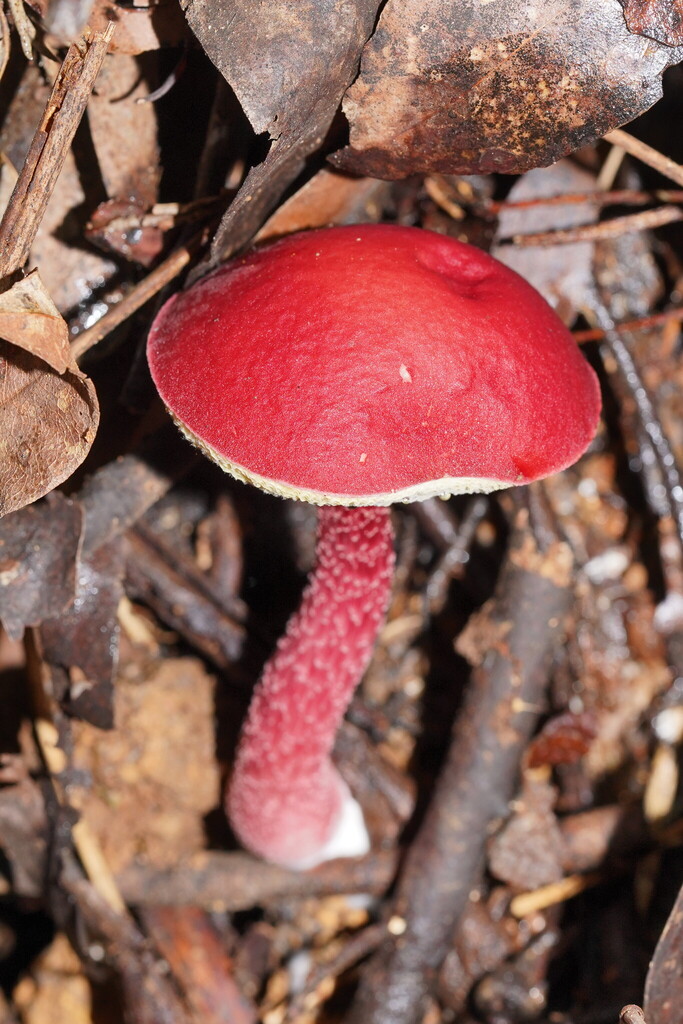 rhubarb bolete
