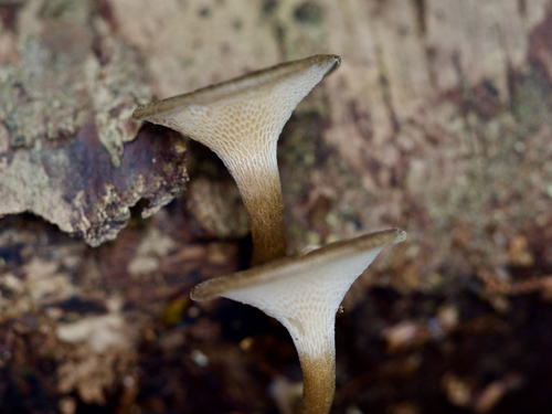 Lentinus arcularius