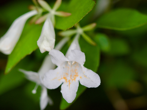 Spatulate-leaf abelia (Diabelia spathulata)