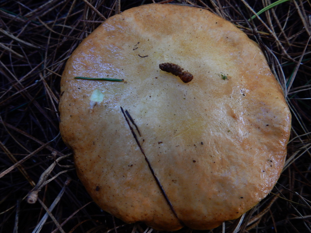 Suillus granulatus · May 2025 · photo: © rayjackson (iNaturalist, cc-by)