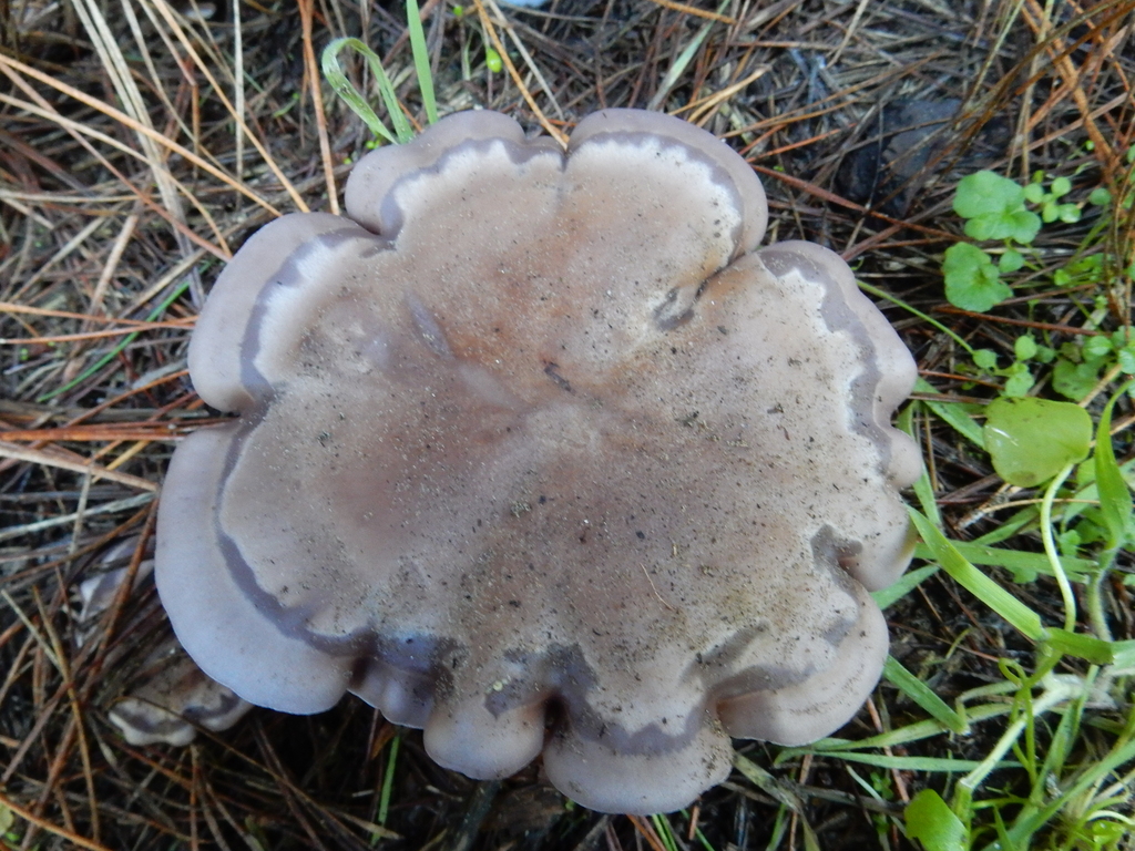Collybia nuda · May 2025 · photo: © rayjackson (iNaturalist, cc-by)