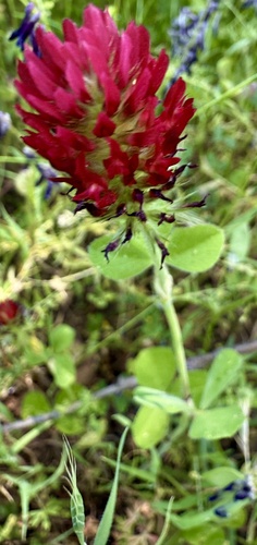 crimson clover (Trifolium incarnatum)