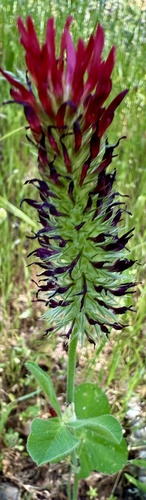 Trifolium incarnatum