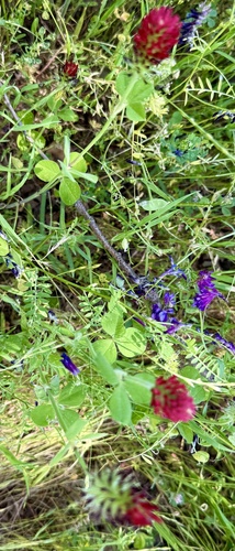 Trifolium incarnatum